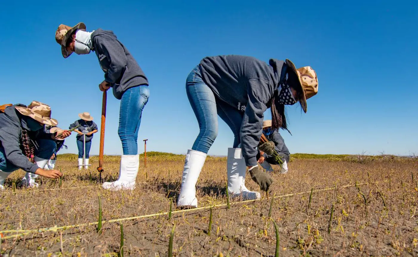 Protecting Gray Whale Birthing Lagoons from Sea Level Rise in Baja California, Mexico through Women-led Restoration